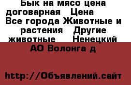 Бык на мясо цена договарная › Цена ­ 300 - Все города Животные и растения » Другие животные   . Ненецкий АО,Волонга д.